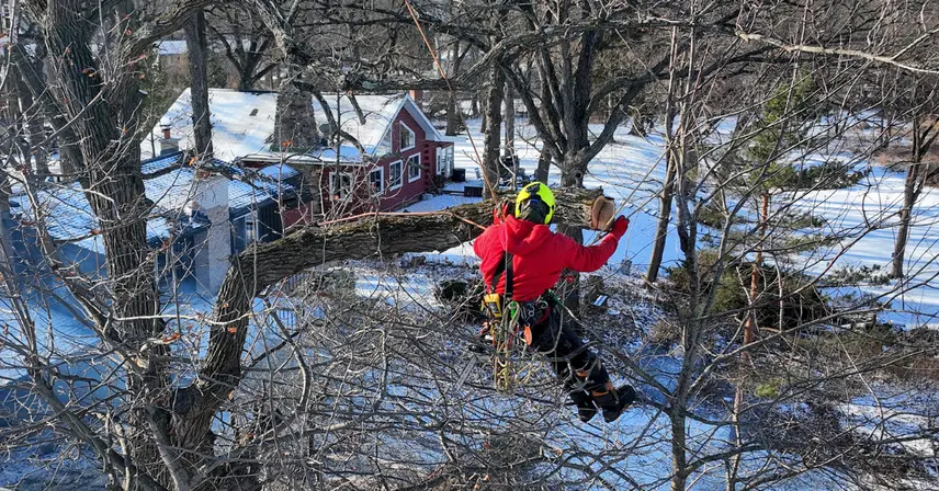 Common Wisconsin Tree Diseases: What to Look For