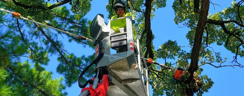 Emerald Ash Borer: Is Your Burlington Ash Tree at Risk?