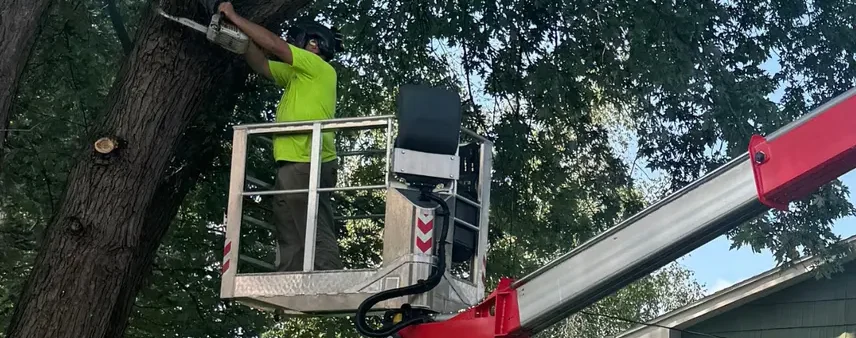 Is That Dead Branch a Hazard? How to Spot Structural Tree Issues