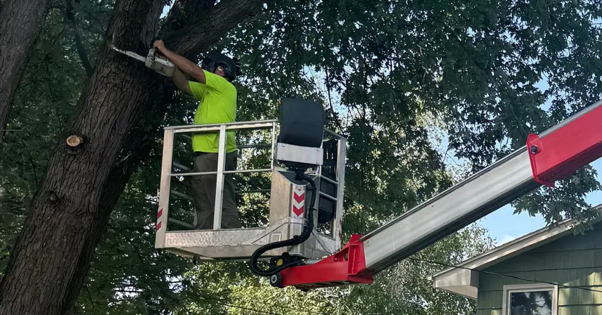 Is That Dead Branch a Hazard? How to Spot Structural Tree Issues