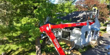 Tree Removal and Hazard Mitigation