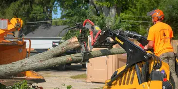 Emergency Tree Removal and Storm Response