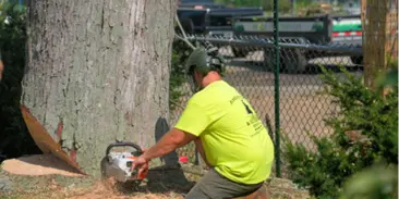 Stump Grinding and Root Removal