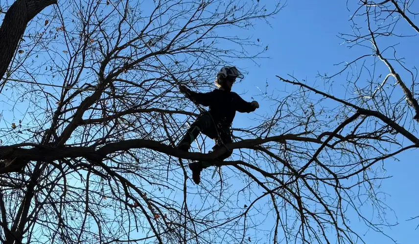 Arborist performing tree trimming high in Burlington WI