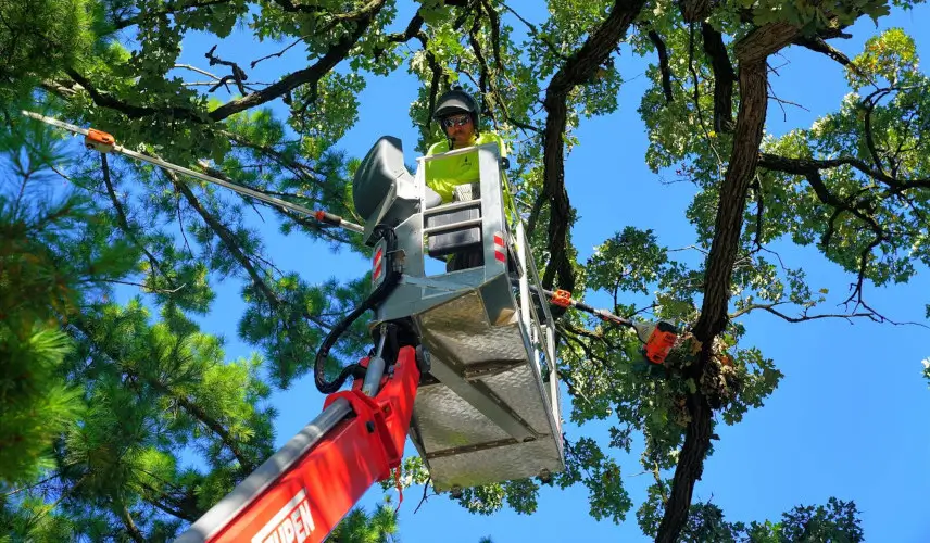 Rausch Tree removal Wisconsin - worker pruning tree