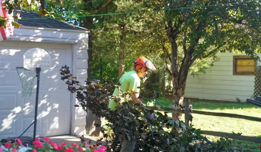 Signs Your Trees Need Trimming