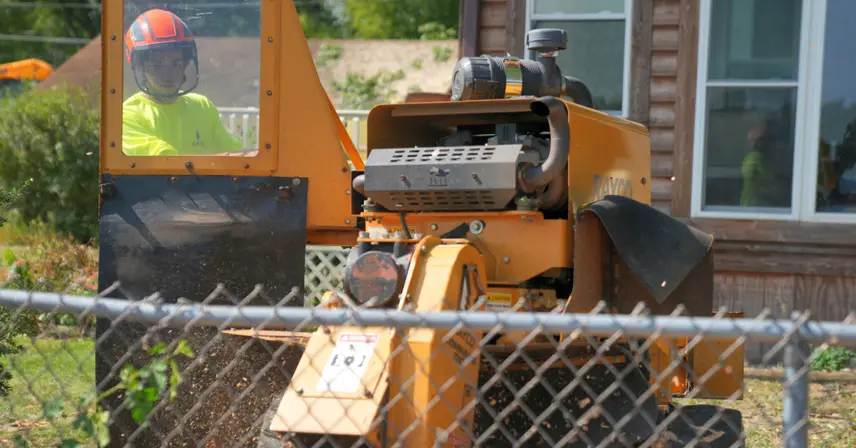 Expert Stump Grinding & Root Removal | Burlington & Southeastern WI