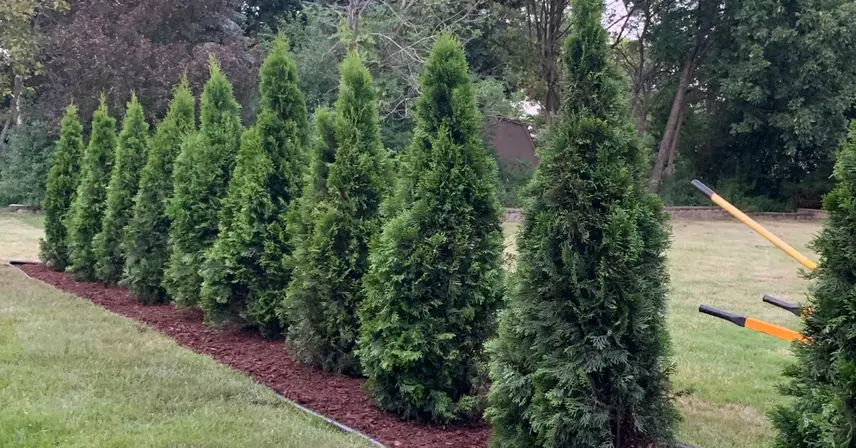 Plant & Shrub Health Care in Southeastern Wisconsin