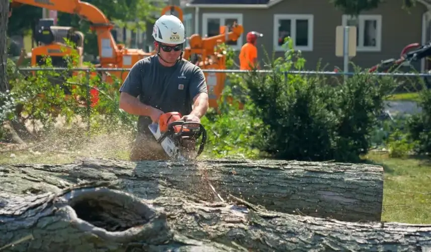 Why Professional Tree Removal is Essential