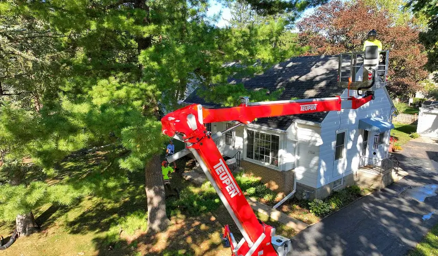 Signs Your Trees May Need Professional Care