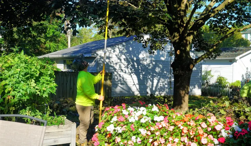 Professional Tree Trimming in Southeastern Wisconsin